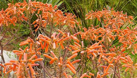 This collection of desert landscaping plants includes cacti and shrubs that can be used as foundation plants for desert gardening. DIY Projects and Ideas | Dry shade plants, Shade plants ...