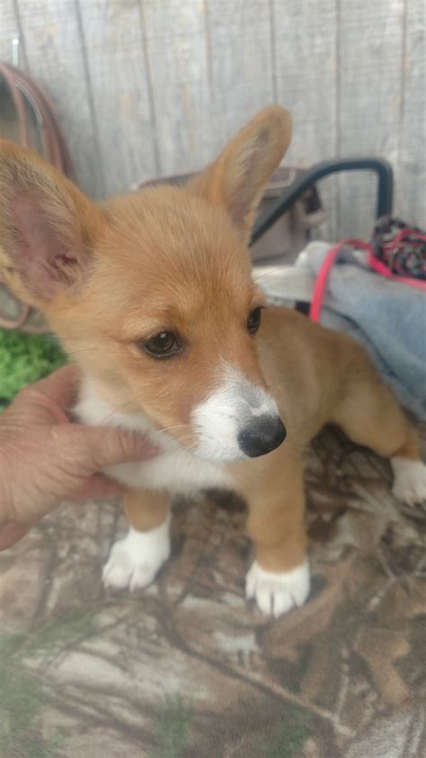 Breed and raised in a loving farm setting. Pembroke Welsh Corgi Puppies For Sale | Spring Hill, FL ...