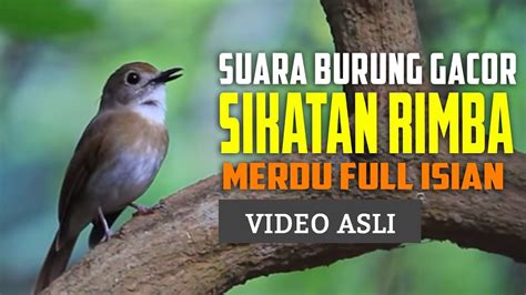 Detail suara decu kembang mp3 dapat kamu nikmati dengan cara klik tombol download mp3 di. Decu Kembang Gacor - Tips Merawat Burung Decu Agar Cepat Gacor Budidayapetani / Suara burung ...