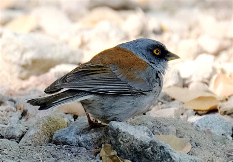 Yellow Eyed Junco — Birding With Camera And Paint