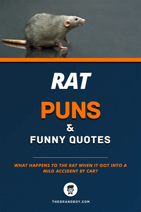 56 Best Rat Puns And Funny Quotes Thebrandboycom Puns Funny Puns