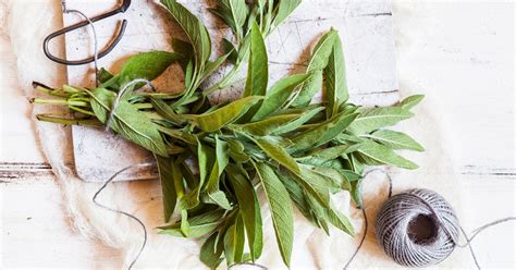 On may 30, 2016, daylilyslp from dearborn heights, mi (zone 6a) wrote: 12 Health Benefits and Uses of Sage