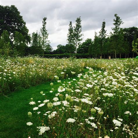 See How This Wild Flower Meadow Has Come On Jo Alderson Phillips