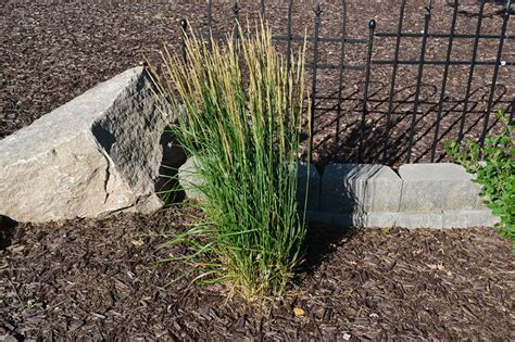 Noen tips om hvordan du skal vokse foerster fjærgress, vil ha deg på vei for å nyte denne allsidige planten i hagen din. Karl Foerster Feather Reed Grass - Next Generation ...