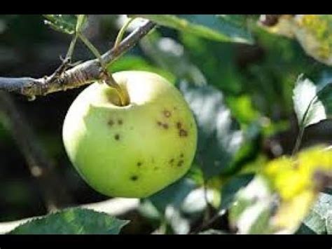 A scion is a living bud or shoot of a tree used in grafting. Apple : diseases, pests, deficiencies, treatments ...