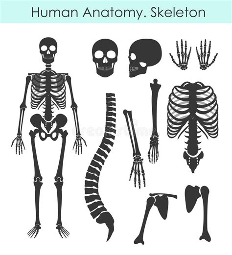 Vector Illustration Set Of Human Skeleton All Human Bones Silhouette