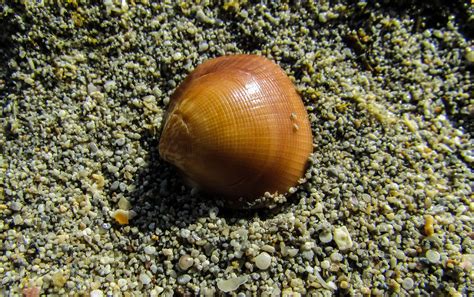 Free Images Beach Nature Sand Wildlife Fauna Shell Invertebrate Seashell Close Up