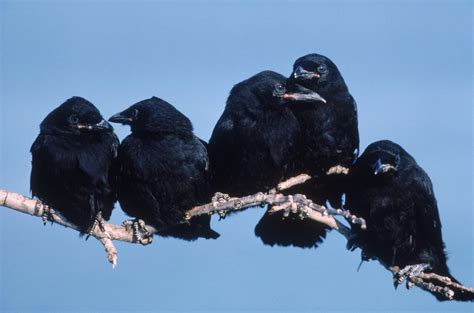 Crows May Learn Lessons From Death The New York Times