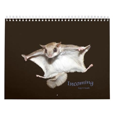 Photography Of Baby And Rescue Southern Flying Squirrels Flying