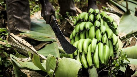 Achieving Sustainable Cultivation Of Bananas Inspirafarms