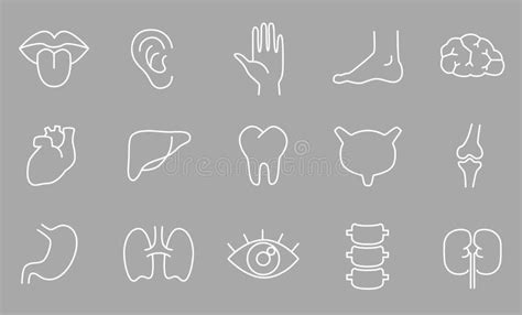 Partes Del Cuerpo Humano órganos Conjunto De Iconos Lineales