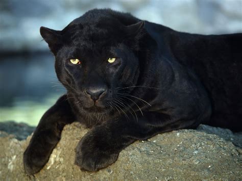 Image Animal Cats Fresh Desktop Life Black Panthers
