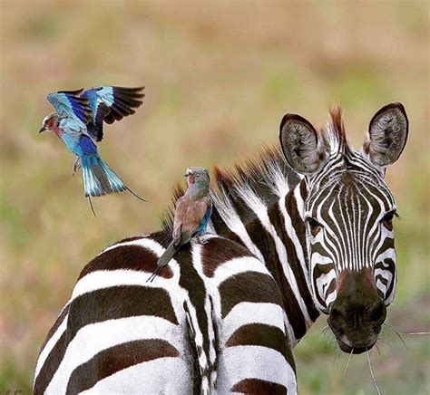 Zebra And Birds Animals African Animals Animal Lover