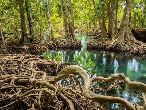 They have hydathodes, or vein ends in the epidermis, that function in the excretion of salt from the leaves. Amazing Mangroves | Britannica