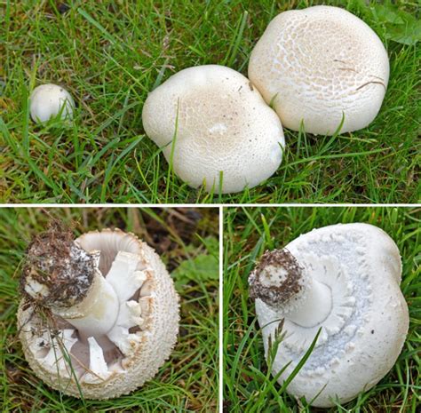 Loving The Large Macro Mushroom The Mushroom Diary Uk Wild