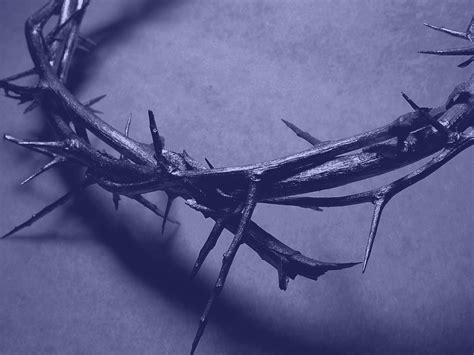 Apr 03, 2020 · five quick tips for a happy crown of thorns plant make a point to keep your home within a temperature range of about 12 to 26 degrees celsius. GTC BLUE crown-of-thorns | Sovereign GraceTruth Baptist ...