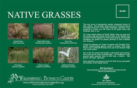 Native Grasses Williamsburg Botanical Garden