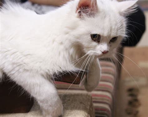 The game of cat & mouse 15/07/2021. Pets Pakistan - Beautiful Persian Cat (Female)