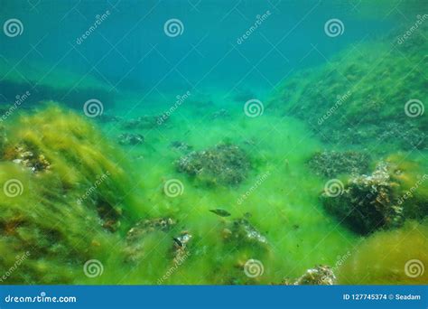 Seabed Covered By Filamentous Algae Mediterranean Stock Photo Image