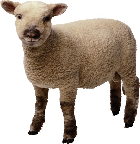 Baby Sheep Png Ovelhas Png Imagens Png