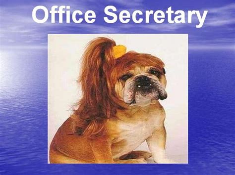 Animals In The Office Very Funny Do You Recognize Yourself 19