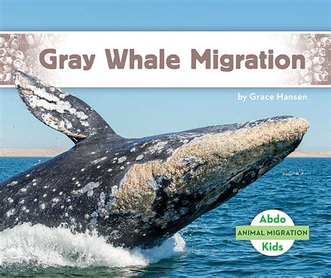 Gray Whale Migration Abdo