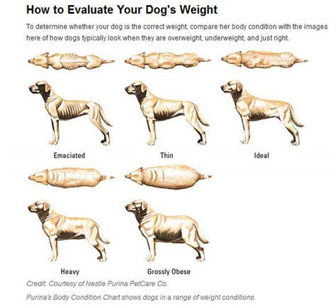 Maybe you would like to learn more about one of these? How to Safely Help Your Overweight Dog Lose Weight