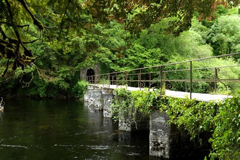 Free Images Tree Water Nature Forest Bridge Leaf Flower River