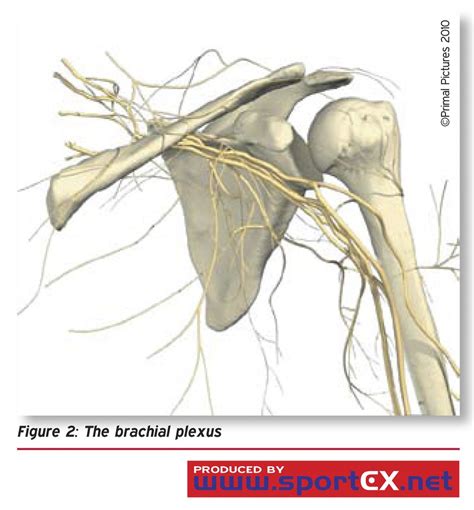The Brachial Plexus Sportex Medicine 200944apr13 17 Sportex