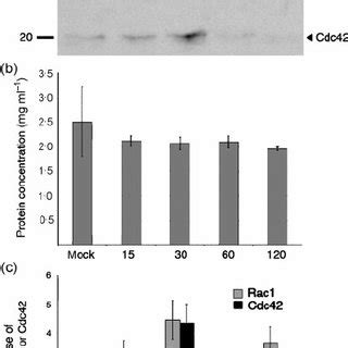 The herpes simplex virus is categorized into 2 types: HSV-1 infection of MDCKII cells transfected with wild-type ...