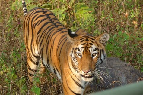 Royal Bengal Tiger Panthera Tigris Tigris Gailhampshire Flickr