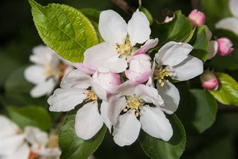 State of arkansas first required its residents to register their motor vehicles and display license plates in 1911. Crab Apple - Malus Sylvestris | Directree