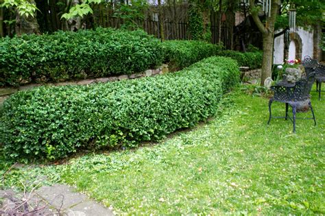 Free estimates from local tree pruning services in your area. Trimming Boxwood's
