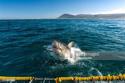 Great White Shark South Africa Photos And Premium High Res Pictures