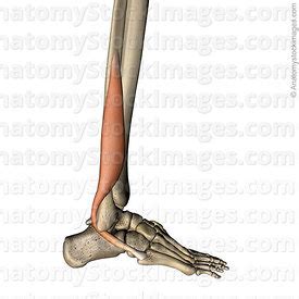 Collectively, they act to dorsiflex and invert the foot at the ankle joint. Anatomy Stock Images | Lower leg