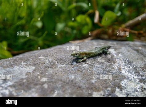 Irish Lizard Hi Res Stock Photography And Images Alamy
