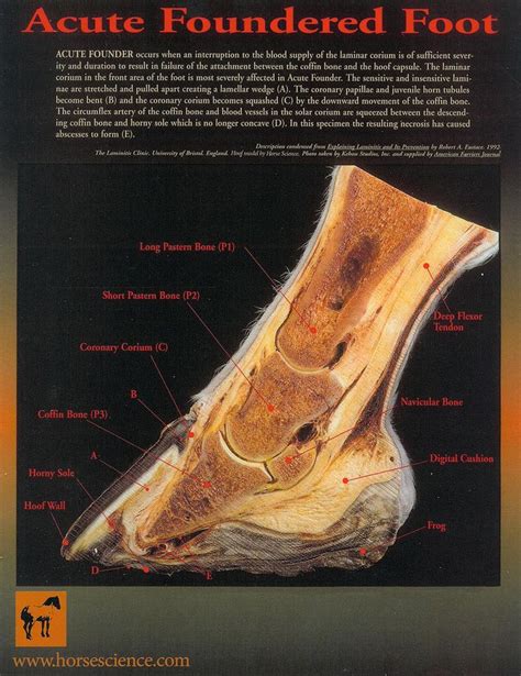 Excellent Horse Hoof Anatomy And Pathology Reference Shows How All The