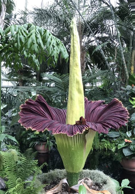 But unfortunately, many rare flowers in the world have already gone extinct in the wild and only exist in scarcity. The Corpse Flower Is Returning To The Denver Botanic ...