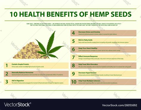 10 Health Benefits Hemp Seeds Infographic Vector Image