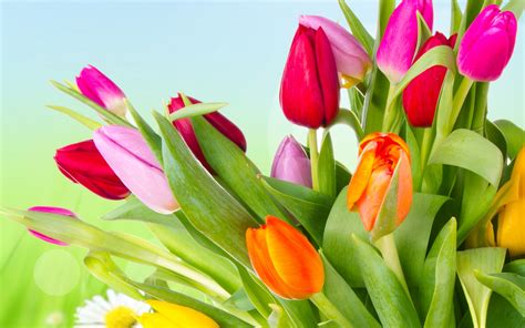 Screensaver Pictures Flowers Spring Wallpaper And Screensavers Free