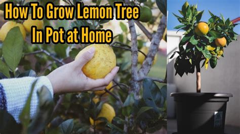 How To Grow Lemon Tree In Pot At Home Gardening Tips Youtube