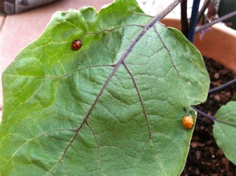 Garlic oil natural aphid killer recipe. NYC Gardener: Natural aphid killers