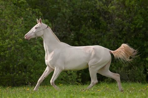 5 Of The Most Expensive Horse Breeds In The World Horse Breeds