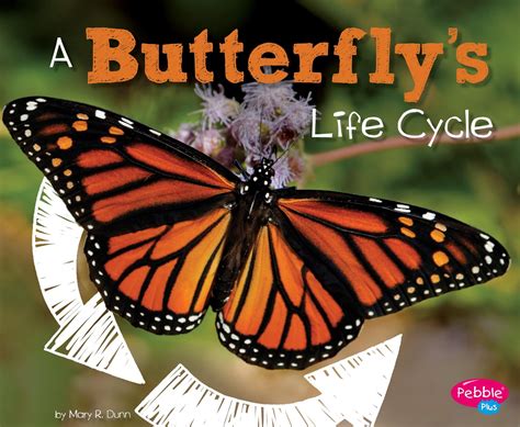 Explore Life Cycles A Butterfly S Life Cycle Hardcover Walmart Com