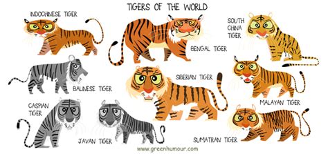 Bengal Tiger Food Chain Diagram