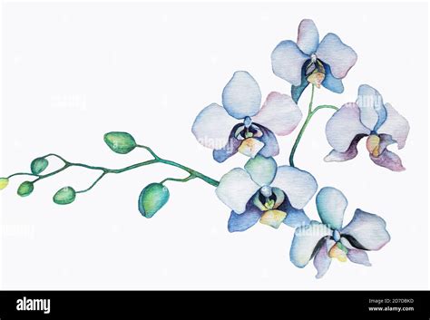 Watercolor Painting Of Blue Orchid Flower Stock Photo Alamy