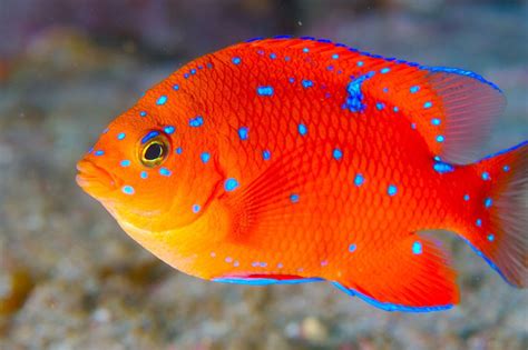 Juvenile Garibaldi In 2020 Beautiful Sea Creatures Salt Water Fish