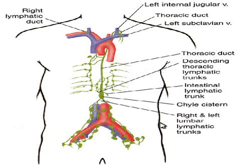 Lymphatic Drainage System Diagram