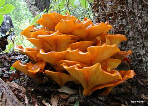 Omphalotus Illudens At Indiana Mushrooms