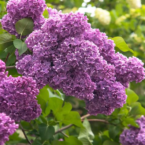 Japanese Tree Purple Lilac Seeds Perennial Powerful Lovely Fragrant Syringa Jocad